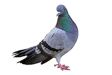 AVES