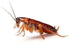 CUCARACHAS